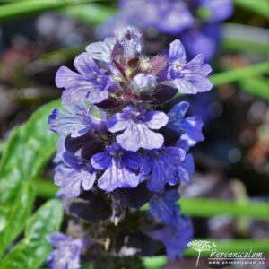 Ajuga reptans Black Scallop