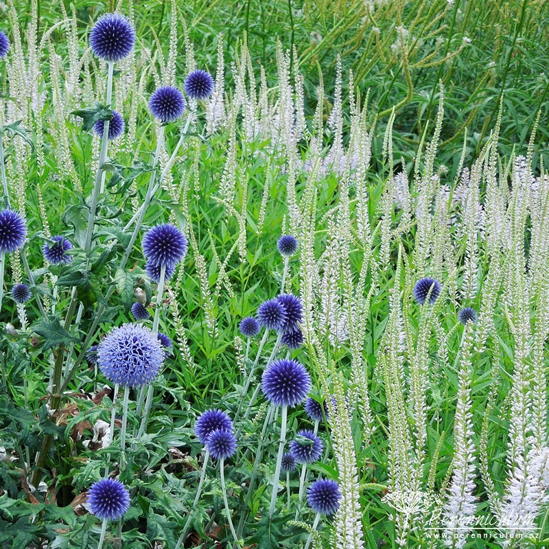 Veronicastrum – Trvalka sezóny 2016 hlavní obrázek