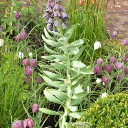 Fritillaria persica