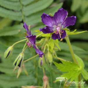 Geranium phaeum Lily Lovell