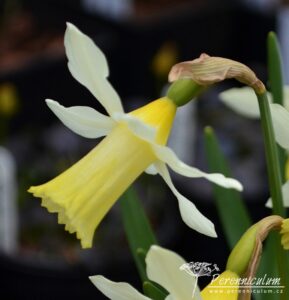 Narcissus Elka