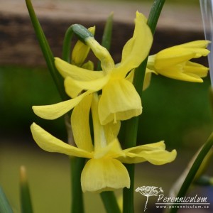 Narcissus Hawera