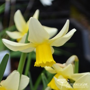 Narcissus Jack Snipe
