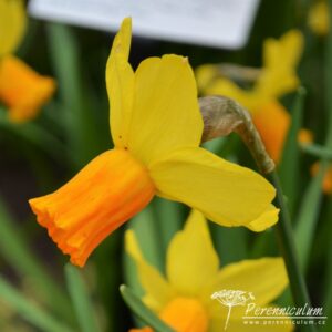 Narcissus Jetfire