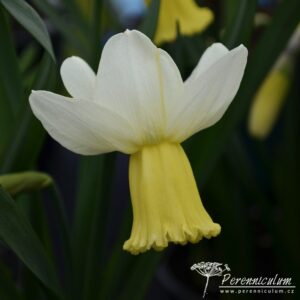 Narcissus Surfside