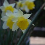 Narcissus Topolino