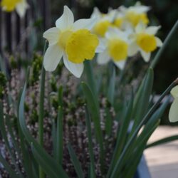 Narcissus Topolino