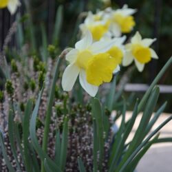 Narcissus Topolino