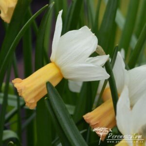 Narcissus Winter Waltz