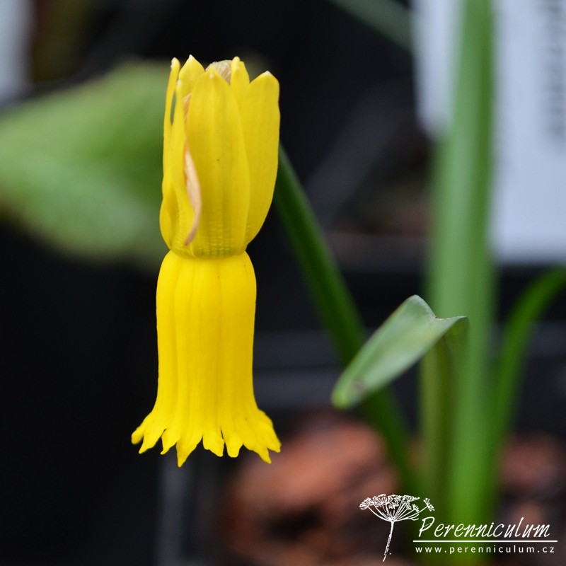 Narcissus cyclamineus | Perenniculum