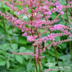 Astilbe