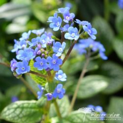 Brunnera macrophylla