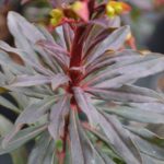 Euphorbia amygdaloides Purpurea