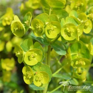 Euphorbia amygdaloides var. robbiae