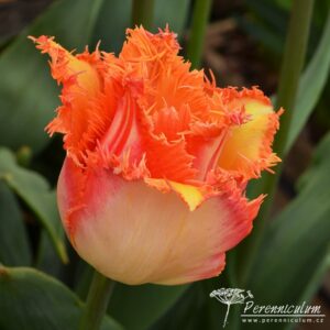 Tulipa Ballroom