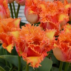 Tulipa Ballroom