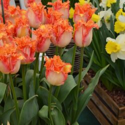 Tulipa Ballroom