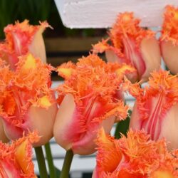 Tulipa Ballroom
