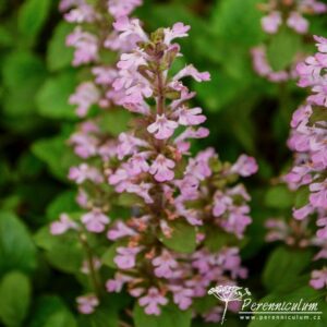 Ajuga reptans Rosea