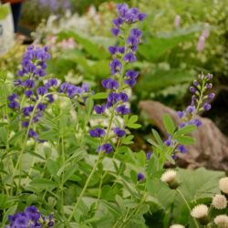 Baptisia australis
