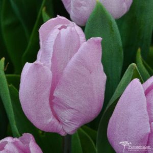 Tulipa Candy Prince