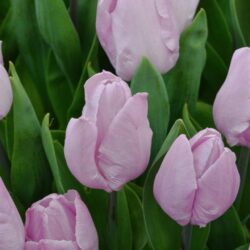 Tulipa Candy Prince