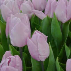Tulipa Candy Prince