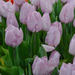 Tulipa Candy Prince