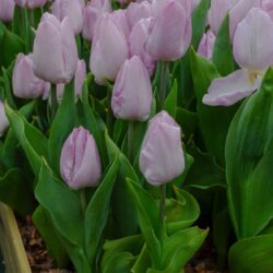 Tulipa Candy Prince