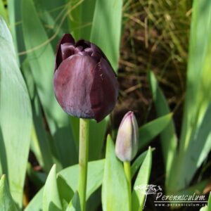 Tulipa Queen of Night