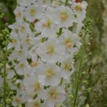 Verbascum phoeniceum Flush of White