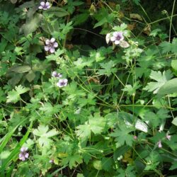 Geranium Salome