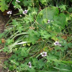Geranium Salome