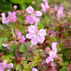 Geranium dalmaticum