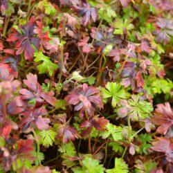 Geranium dalmaticum
