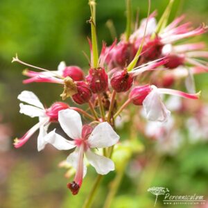 Geranium macrorrhizum Album