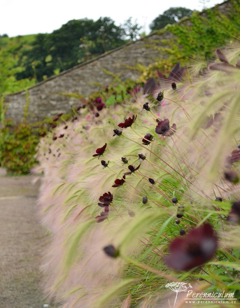 Letničkový záhon na vlně 6 Z boku záhon připomíná valící se zpěněnou mořskou vlnu neoucí na břeh kamínky a mušle v podobě drobných kvítků krásenek (Cosmos atrosanguineus 'Chocolate') či sporýšů (Verbena bonariensis 'Lollipop').