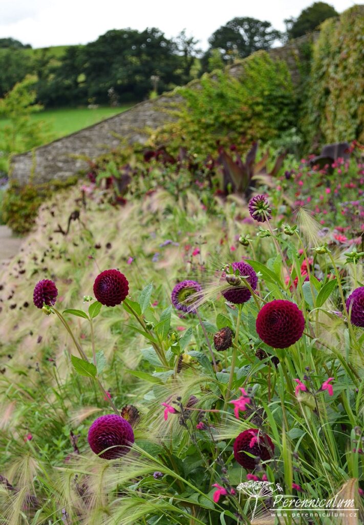 Letničkový záhon na vlně 4 V záhonu figurovaly také tři druhy jiřin - zde pomponkovité tmavě vínové květy Dahlia.