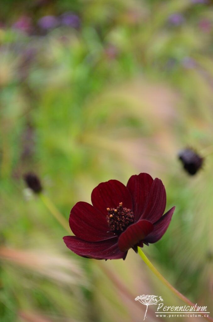 Letničkový záhon na vlně 2 Drobné vínové květy krásenky Cosmos atrosanguineus 'Chocolate' skvěle vyniknou na zlatavém pozadí klásků ječmene.