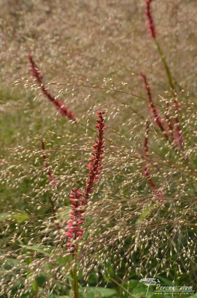 Úzké květenství rdesna (Persicaria amplexicaulis) vynikají v rozevlátých klasech trávy Sporobolus heterolepis.