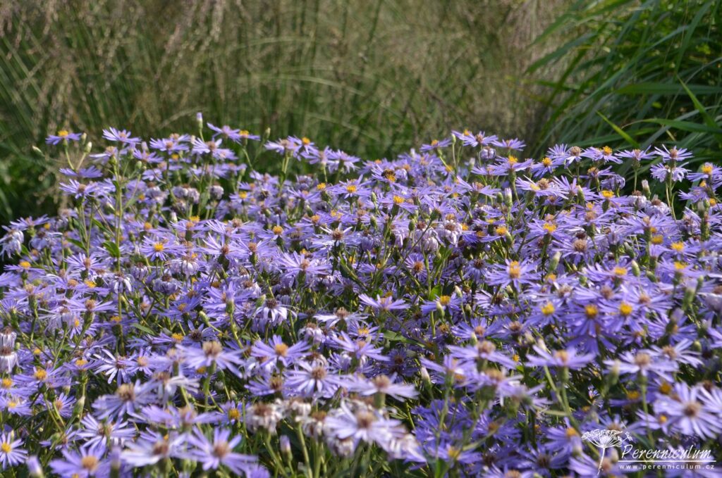 V zahradě se přirozeně míchají jak směsné výsadby (u nás nejčastěji používaný tzv. perennemix) a výsadby v blocích (klasické perenové rabato). Na obrázku vidíme velký blok podzimní astry (Eurybia macrophylla 'Twighlight').