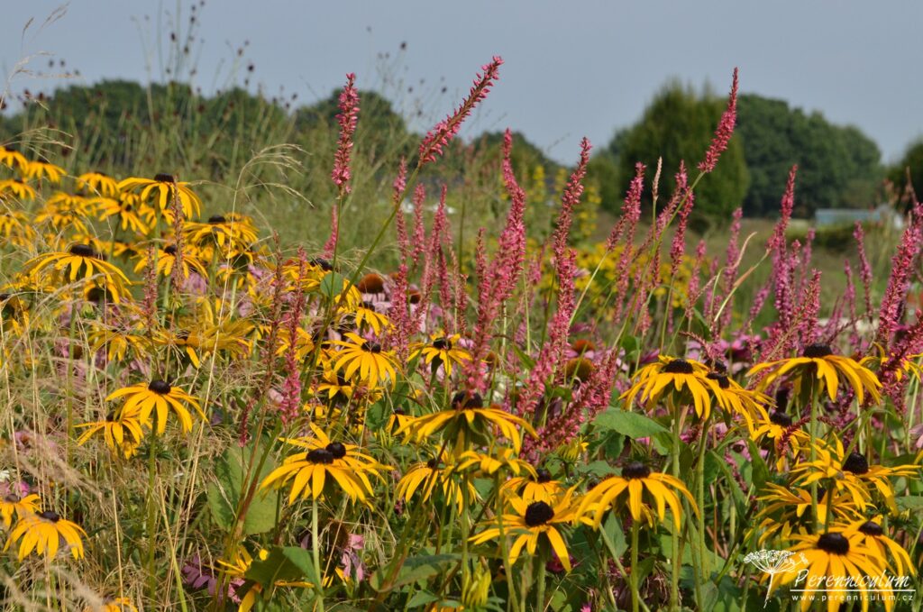 Kombinace odlišných textur - sluníčkové paprsky třapatky (Rudbeckia) a úzká vertikální květenství rdesna (Persicaria amplexicaulis).