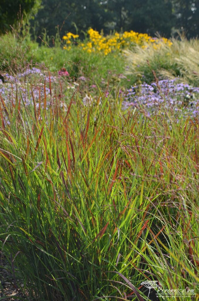 Ohnivě zbarvené konečky listů prosa (Panicum virgatum 'Shenandoah') doplňují pastelové tóny na podzim kvetoucích trvalek.