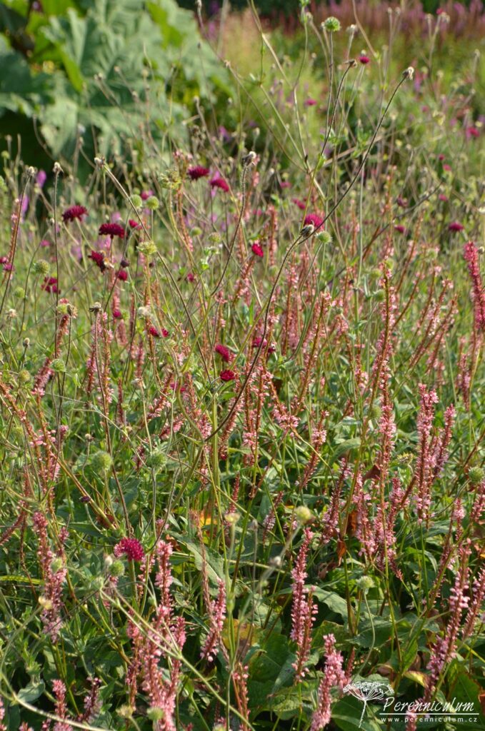 Rozevlátá kombinace vzdušného rdesna (Persicaria amplexicaulis 'Rosea') a tmavě vínových puntíků Knautia macedonica.
