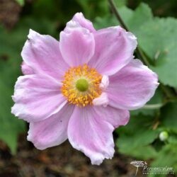 Anemone × hybrida