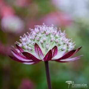 Astrantia Star of Passion