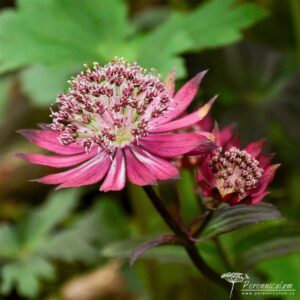 Astrantia major Gill Richardsor Group