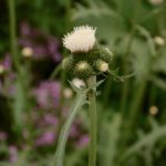 Cirsium rivulare Frosted Magic