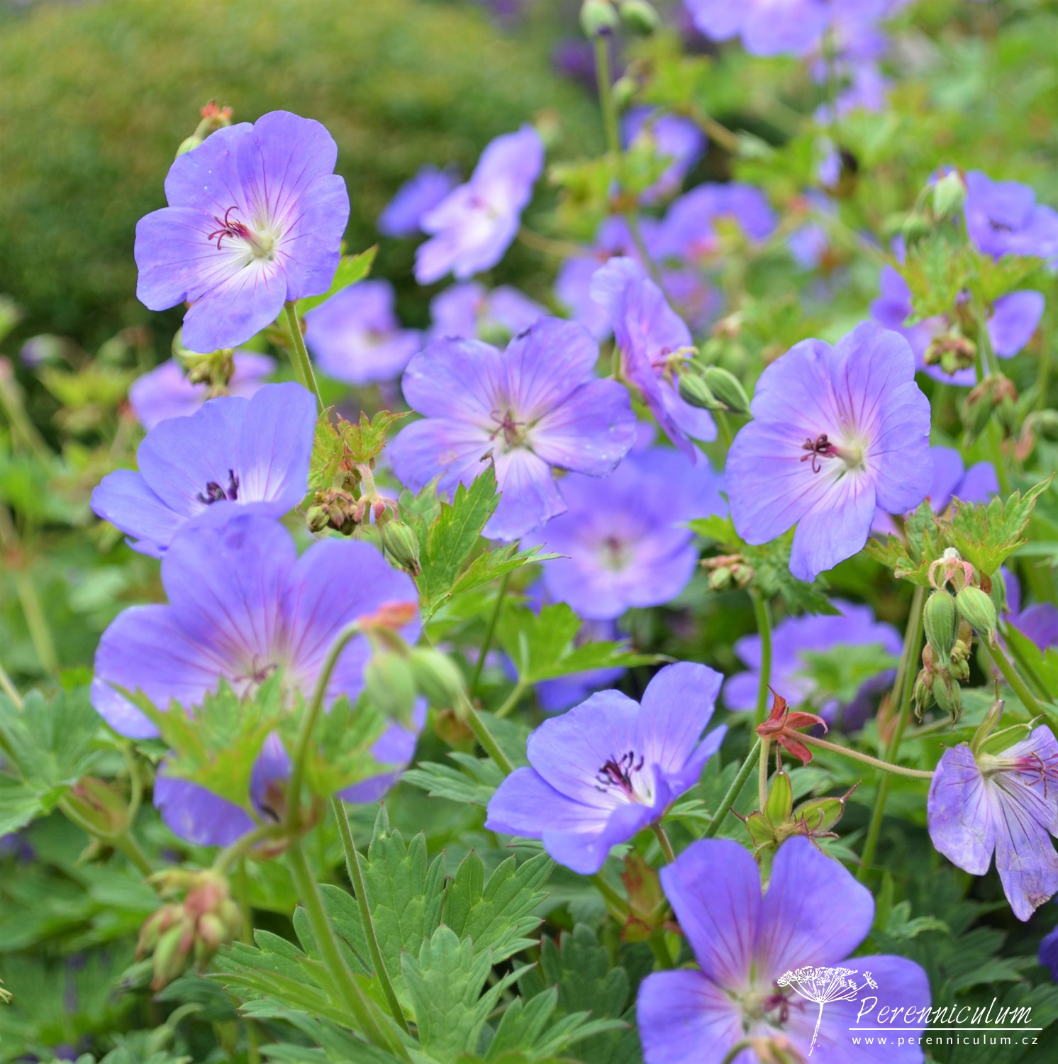 Geranium – Trvalka sezóny 2017 hlavní obrázek