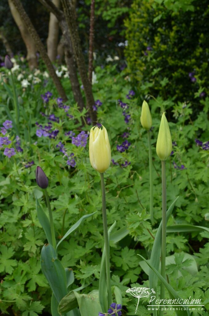 Geranium phaeum v různých kultivarech dobře roste ve stínu stromů na živných půdách.